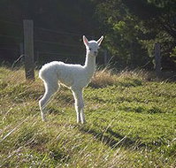 Jaspers Brush B And B - Kalgoorlie Accommodation