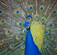Willunga Peacock Farm Bed and Breakfast - Kalgoorlie Accommodation