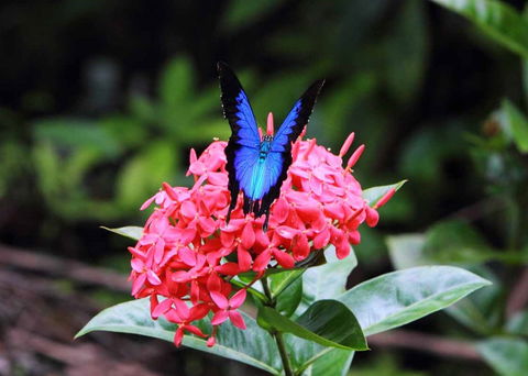 Daintree Secrets (Award Winning Retreat) - Kalgoorlie Accommodation 5