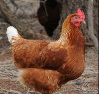 Avonmore Estate Biodynamic Winery - Kalgoorlie Accommodation