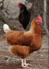 Avonmore Estate Biodynamic Winery - Kalgoorlie Accommodation 0