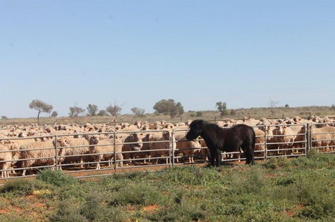 Pimpara Lake StationStay - Kalgoorlie Accommodation 0