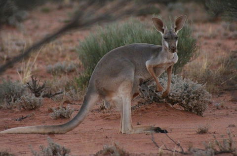 Pimpara Lake StationStay - Kalgoorlie Accommodation 1