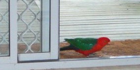 Azalea Cottage - Kalgoorlie Accommodation 5