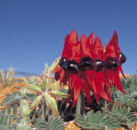 Andamooka Motel - Kalgoorlie Accommodation