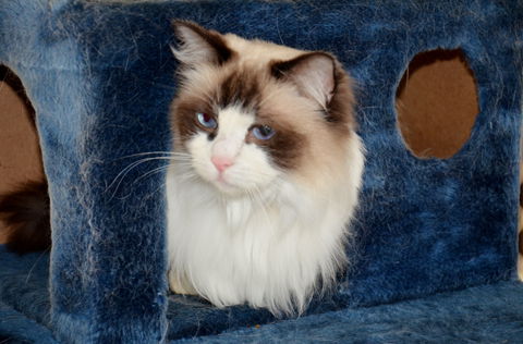 Crufts K9 Lodge & Cat Hotel - Kalgoorlie Accommodation 0