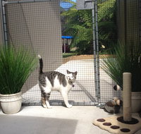 Caringbah Cat Hotel - Kalgoorlie Accommodation