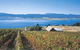 Marions Vineyard  - thumb 0