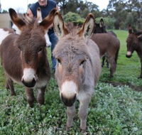 Donkey Tales Farm Cottages - Kalgoorlie Accommodation