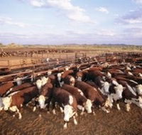 Bond Springs Outback Retreat - Kalgoorlie Accommodation
