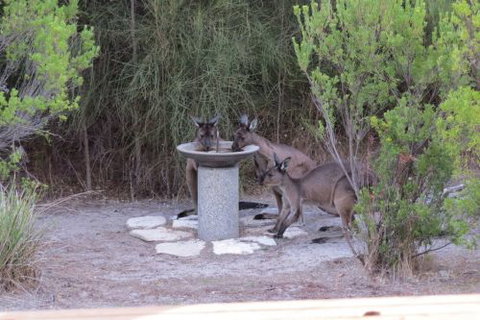 Kestrel Downs - Kalgoorlie Accommodation 1