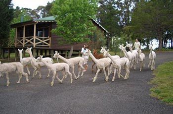Madison's Mountain Retreat - Kalgoorlie Accommodation 6