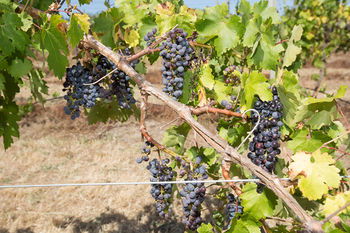 De'Vine Escape - Kalgoorlie Accommodation 13