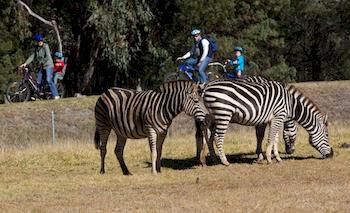 Zoofari Lodge, Taronga Western Plains Zoo - Kalgoorlie Accommodation 8