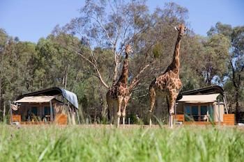 Zoofari Lodge, Taronga Western Plains Zoo - Kalgoorlie Accommodation 13