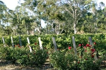 The Grange On Hermitage - Kalgoorlie Accommodation 5