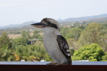Mary Valley Views B + B - Kalgoorlie Accommodation 19