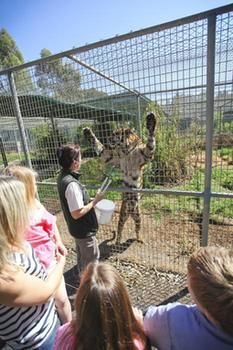 Billabong Camp, Taronga Western Plains Zoo - Kalgoorlie Accommodation 10