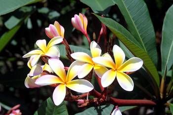 Phoenix Eumundi Bed & Breakfast - Kalgoorlie Accommodation 13