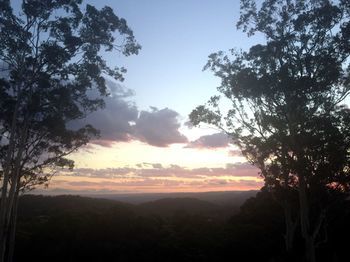 Phoenix Eumundi Bed & Breakfast - Kalgoorlie Accommodation 14