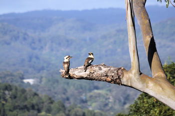 Phoenix Eumundi Bed & Breakfast - Kalgoorlie Accommodation 18