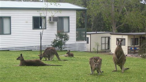 Halls Gap Caravan Park - Kalgoorlie Accommodation 0