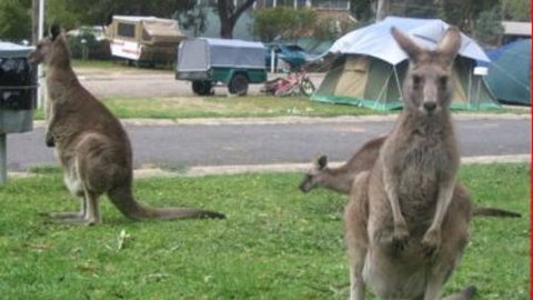 Halls Gap Caravan Park - Kalgoorlie Accommodation 4