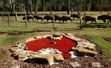 Aranyani Bison Adventure Tourist Park - Kalgoorlie Accommodation 5