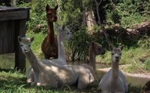 Avalon River Retreat - Kalgoorlie Accommodation 6