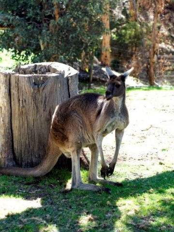 Toodyay Holiday Park & Chalets - Kalgoorlie Accommodation 3