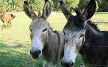 Red Hill Organics Farmstay - Kalgoorlie Accommodation 5