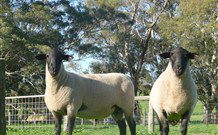 Red Hill Organics Farmstay - Kalgoorlie Accommodation 7