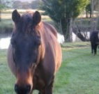 Reynella Kosciusko Rides Accommodation - Kalgoorlie Accommodation