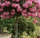 Eden Bed and Breakfast - Kalgoorlie Accommodation