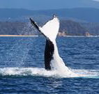 Snug Cove Bed and Breakfast - Kalgoorlie Accommodation