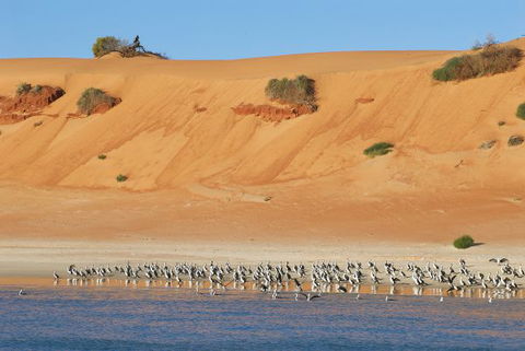 Wolfe Creek Crater Camp At Wolfe Creek Crater National Park - Kalgoorlie Accommodation 9