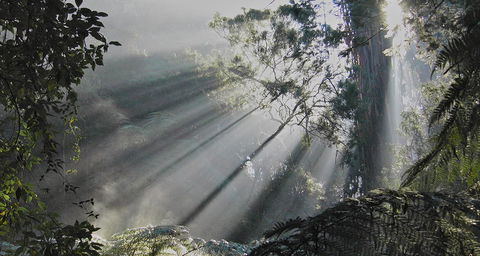 Eastern Dandenong Ranges Visitor Information Centre - Kalgoorlie Accommodation 5