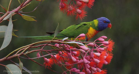 Eastern Dandenong Ranges Visitor Information Centre - Kalgoorlie Accommodation 16