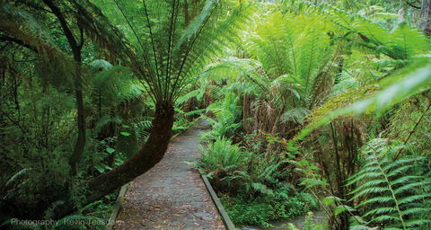Eastern Dandenong Ranges Visitor Information Centre - Kalgoorlie Accommodation 17