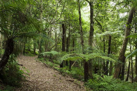 The Jungle Lodge, Blue Mountains Botanic Gardens - Kalgoorlie Accommodation 7
