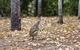 Carnarvon National Park Camping - thumb 2