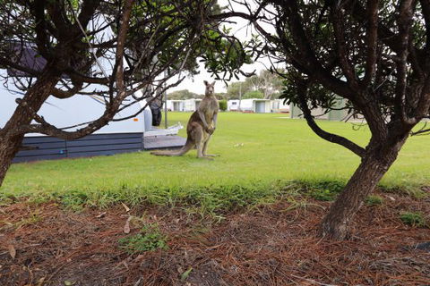 Anglesea Family Caravan Park - Kalgoorlie Accommodation 3