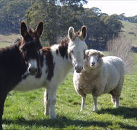 Avaleigh Elms Farmstay - Kalgoorlie Accommodation