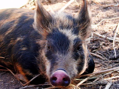 Jamberoo Valley Farm - Kalgoorlie Accommodation 2