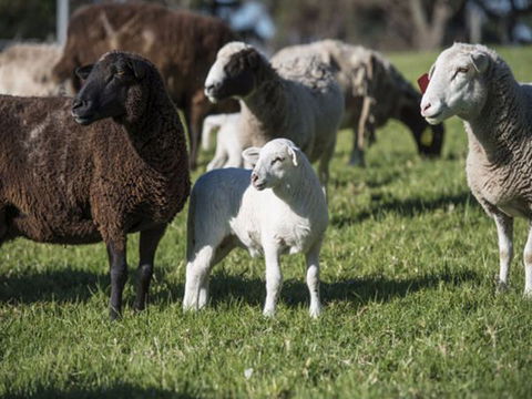 Jamberoo Valley Farm - Kalgoorlie Accommodation 4