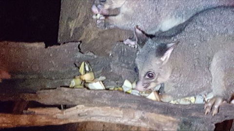 Kalimna Woods - Kalgoorlie Accommodation 7