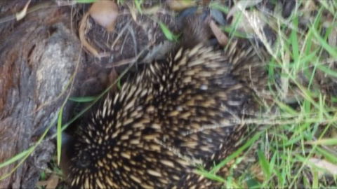 Kalimna Woods - Kalgoorlie Accommodation 9