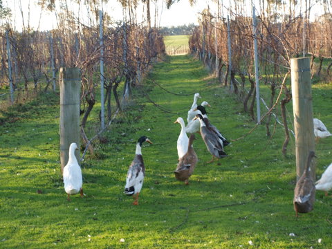 Pierrepoint Wines Bed & Breakfast - Kalgoorlie Accommodation 2