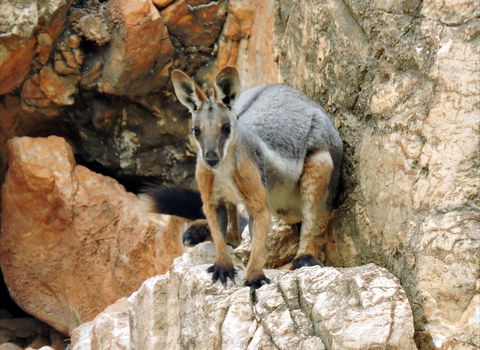Nudlamutana Hut - Kalgoorlie Accommodation 2
