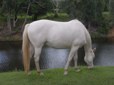 Imbil Bridge Farm And Homestead - Kalgoorlie Accommodation 1